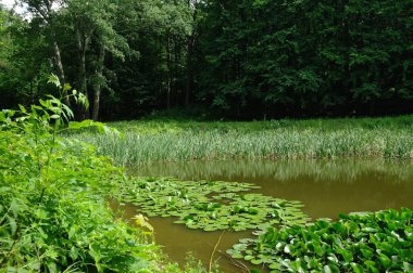 Yaz ormanındaki güzel göl manzarası