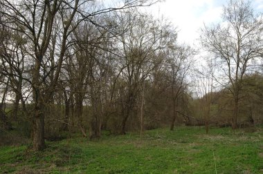 Ağaçlar ve ormanlarla dolu güzel bir manzara.