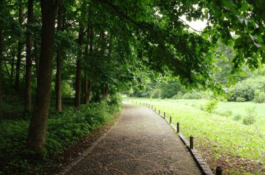 Yaz parkında yol
