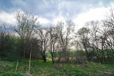 Ağaçlar ve ormanlarla dolu güzel bir manzara.