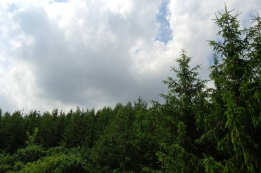 Gökyüzü bulutlu yeşil orman