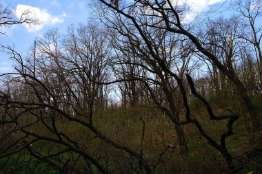 Bahar ormanlarının güzel manzarası 