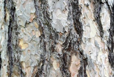 Bir ağaç kabuğuna yakın.