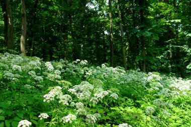 Bahar ormanında güzel kır çiçekleri