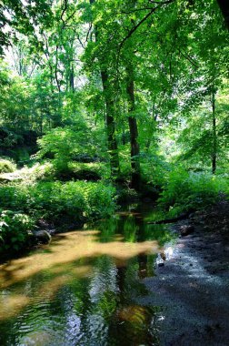 Nehir ve yemyeşil bitki örtüsüyle pitoresk manzara