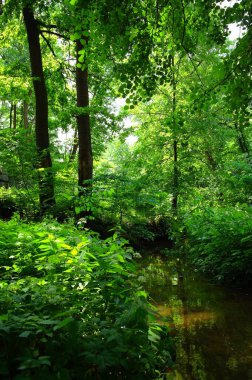 Nehir ve yemyeşil bitki örtüsüyle pitoresk manzara