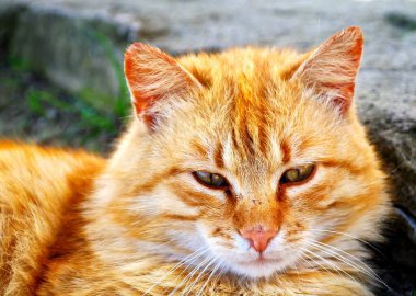 Yeşil gözlü kırmızı kedi.