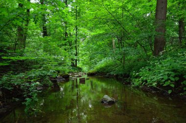 Nehir ve yemyeşil bitki örtüsüyle pitoresk manzara