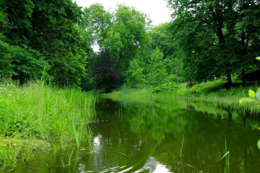 Yaz ormanındaki nehrin güzel manzarası 