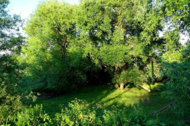 Yaz ormandaki yeşil ağaçlar