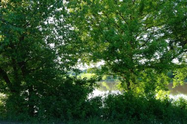 Güneşli bir günde yaz ormanındaki nehrin güzel manzarası