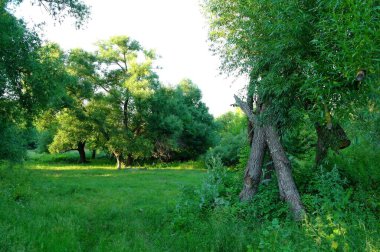 Yaz ormandaki yeşil ağaçlar