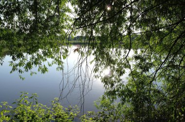 Güneşli bir günde yaz ormanındaki nehrin güzel manzarası