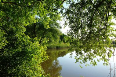 Güneşli bir günde yaz ormanındaki nehrin güzel manzarası
