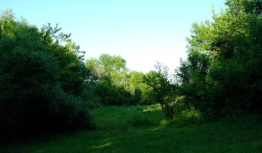 Yaz ormandaki yeşil ağaçlar