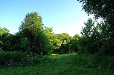 Yaz ormandaki yeşil ağaçlar