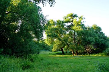 Yaz ormandaki yeşil ağaçlar