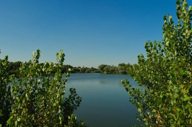 Yaz ormanındaki güzel göl manzarası