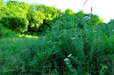 Bahar ormanında güzel kır çiçekleri