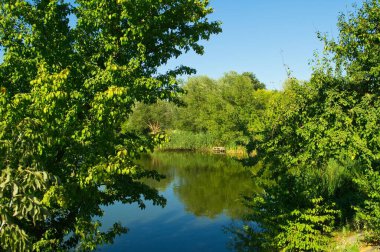 Yaz ormanındaki güzel göl manzarası