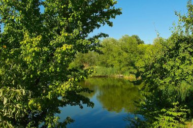 Güneşli bir günde yaz ormanındaki nehrin güzel manzarası