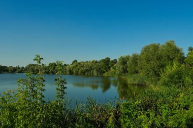 Güneşli bir günde yaz ormanındaki nehrin güzel manzarası