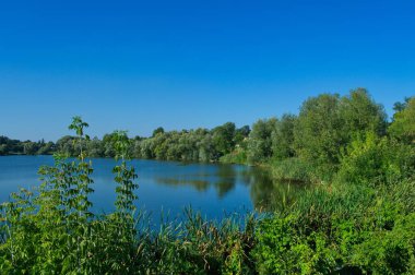Güneşli bir günde yaz ormanındaki nehrin güzel manzarası
