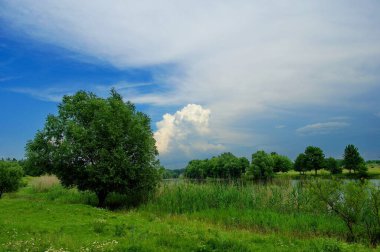 Güzel bir manzara Ağacı ve mavi gökyüzü