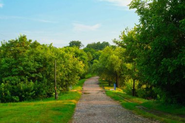Yaz ormanının güzel patika manzarası