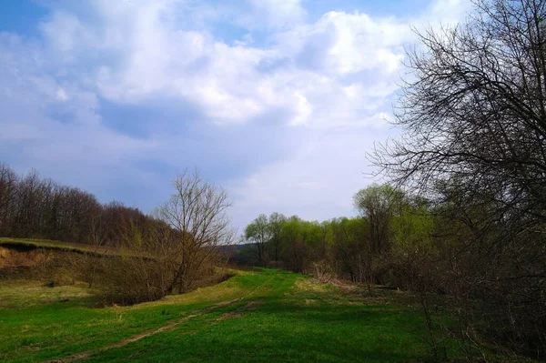 Ağacı ve bulutlu gökyüzü olan güzel bir manzara.