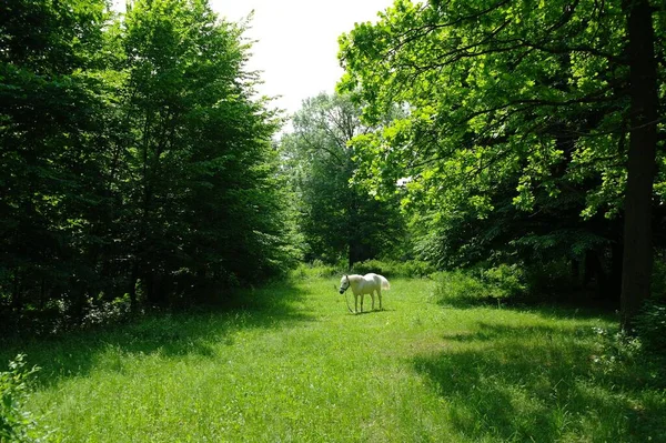 Witte Paarden Grazen Groene Weide — Stockfoto