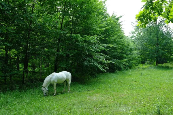 Vit Häst Betar Den Gröna Ängen — Stockfoto