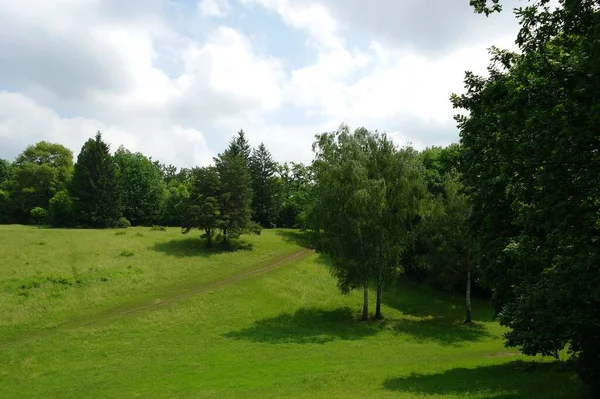 Hermoso Paisaje Con Árbol Una Hierba Verde —  Fotos de Stock