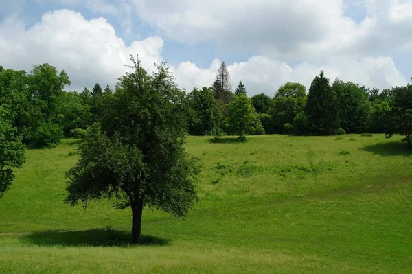 Yaz ormandaki yeşil ağaçlar
