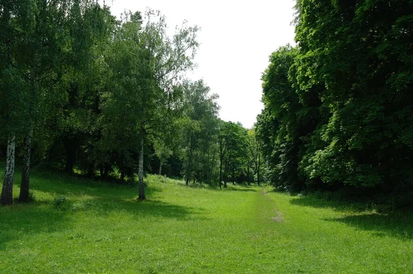 Zelené Stromy Parku — Stock fotografie