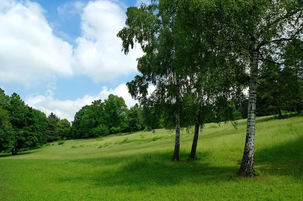 Árboles Verdes Parque — Foto de Stock