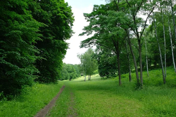 Yaz ormanlarında yol güneşli bir günde