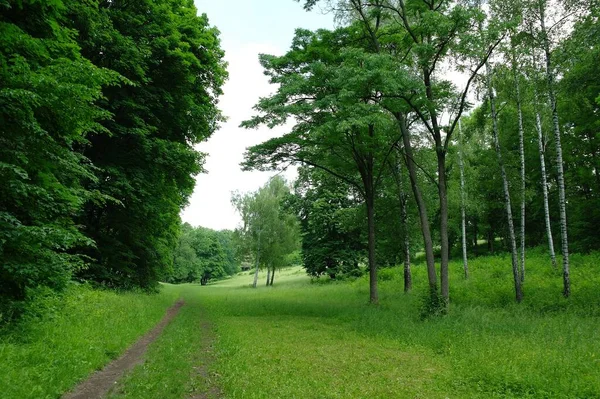 Yaz ormanlarında yol güneşli bir günde