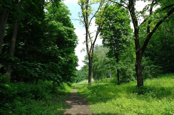 Camino Bosque Verano Día Soleado —  Fotos de Stock