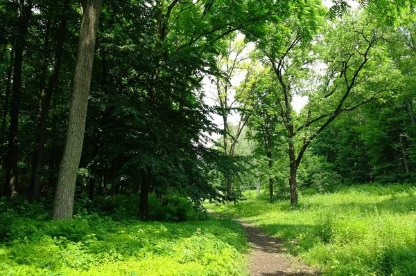 Weg Sommerwald Sonnigem Tag — Stockfoto