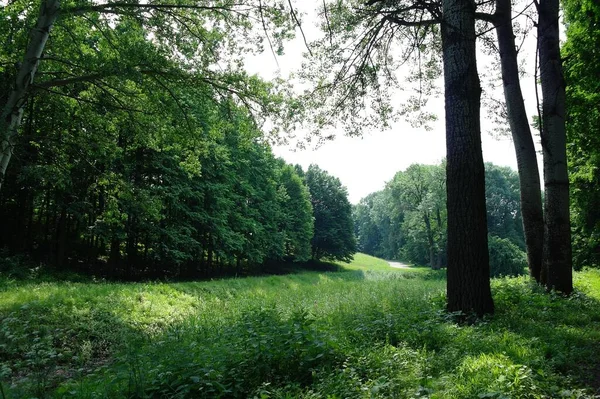 Grüne Bäume Sommerwald — Stockfoto