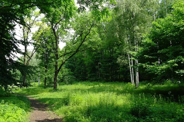 Weg Sommerwald Sonnigem Tag — Stockfoto