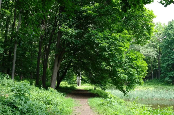 Yaz ormanlarında yol güneşli bir günde