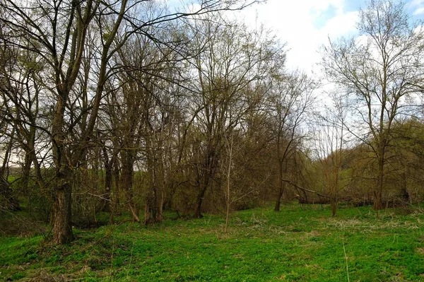 Schöne Landschaft Mit Bäumen Und Grünem Gras — Stockfoto