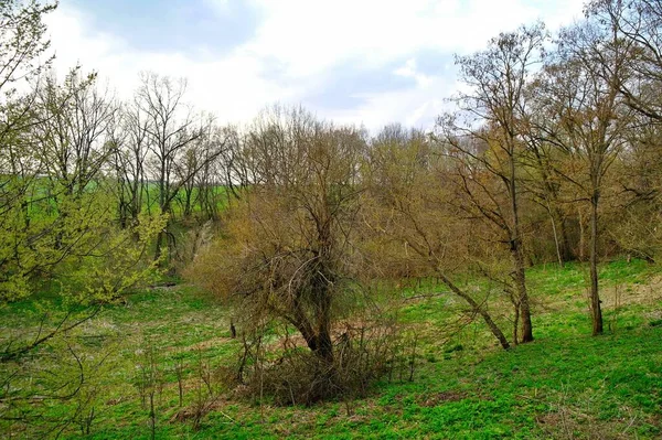 Schöne Landschaft Mit Bäumen Und Grünem Gras — Stockfoto