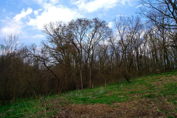 Güzel bir manzara Ağacı ve mavi gökyüzü