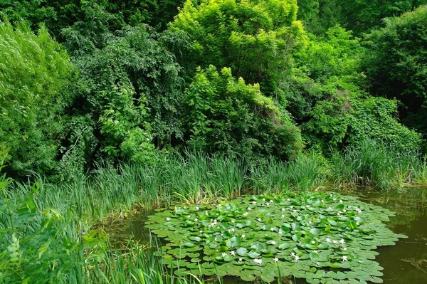 Schöne Sommerlandschaft Mit Fluss Und Grünen Bäumen — Stockfoto