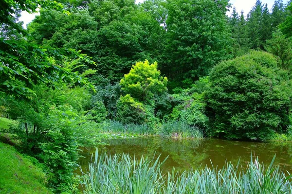 川と緑の木々の美しい夏の風景 — ストック写真