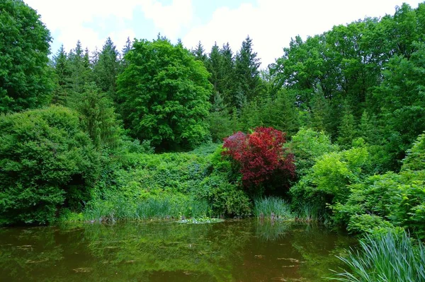 Schöne Sommerlandschaft Mit Fluss Und Grünen Bäumen — Stockfoto