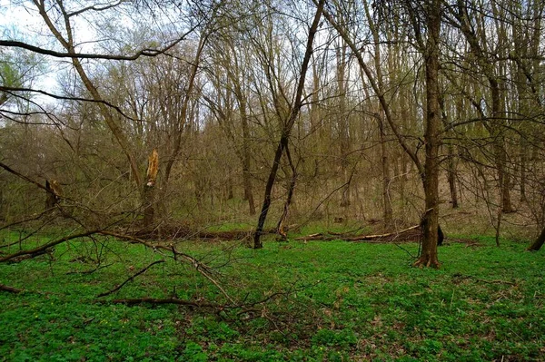 Hermoso Paisaje Bosque Primavera — Foto de Stock